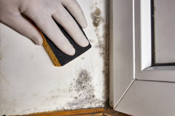 Best Post-Remediation Verification Testing  in Indian Hills, KY